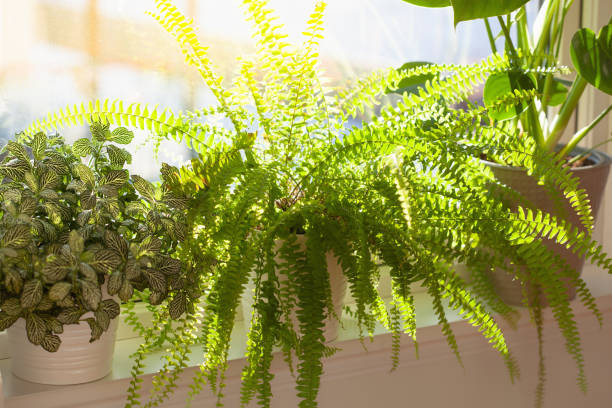 Simple Ways to Protect Balcony and Terrace Container Plants in Full Sun