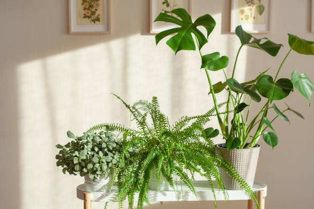 Full Sun Does Not Always Keep Container Plants Healthy