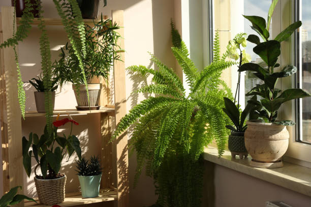 Healthy Indoor Container Plants Receiving Bright Natural Sunlight Near a Window