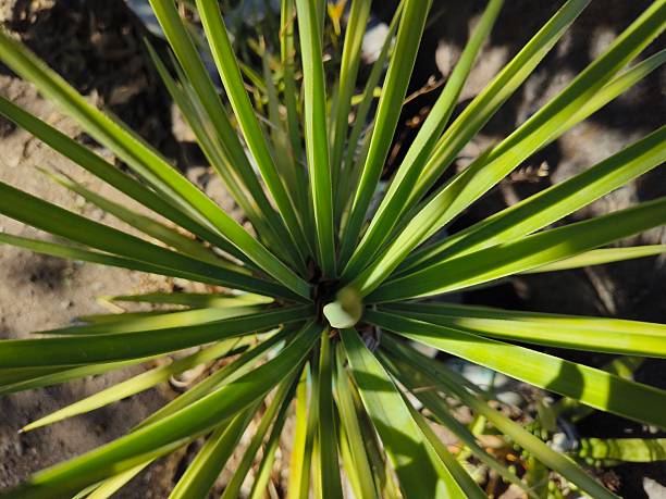 Top view of a container-grown ornamental plant receiving direct sunlight, showing how heat builds up in pots and affects root temperature, soil moisture, and plant health in balcony and terrace gardens.