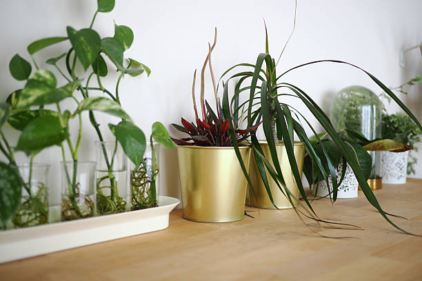 Healthy container plants arranged on a sunny balcony with different light zones, showing proper sunlight placement for foliage, flowering, and potted plants in balcony and terrace gardens.