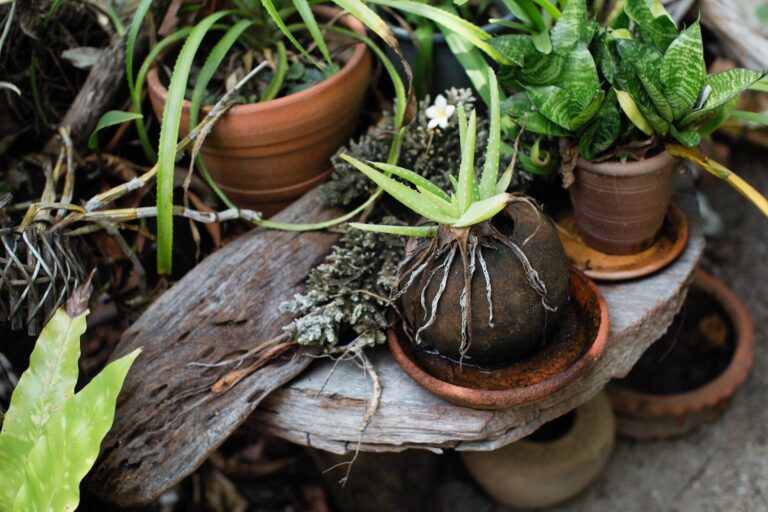Balcony container plants receiving limited sunlight due to shade from surrounding structures, showing how outdoor potted plants can still experience low-light conditions