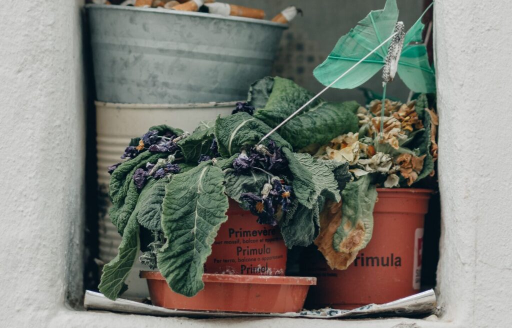 Container plants with burnt leaf edges and scorched foliage showing early signs of too much sun on an Indian balcony garden during hot summer weather.