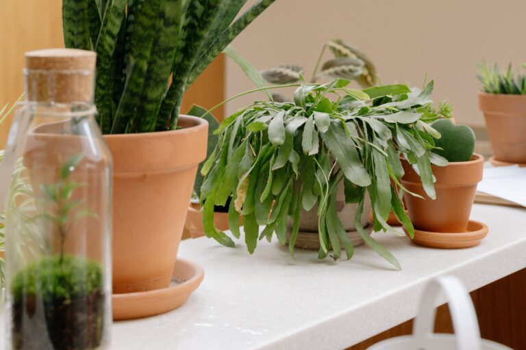 Indoor-style potted plants with drooping and slow-growing foliage showing common signs of insufficient sunlight in balcony and terrace container gardening