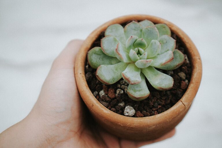 Healthy succulent in a container showing why daily moving isn't necessary when potted plants are placed in the right sunlight and growing conditions.