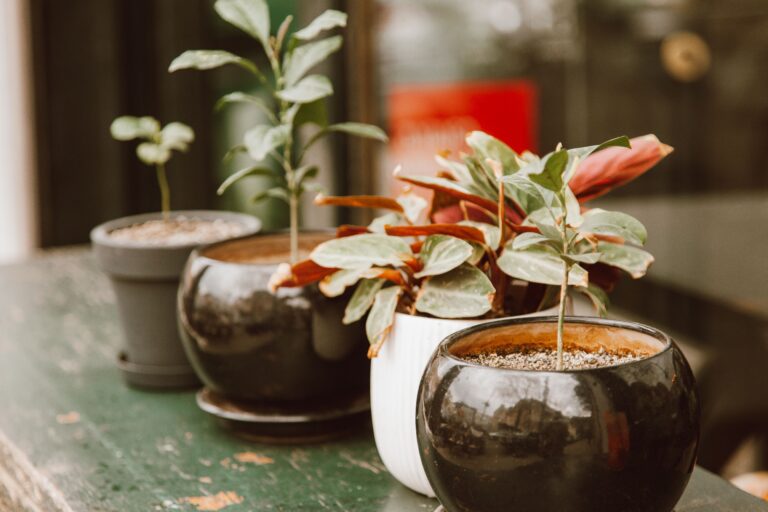 Healthy container plants arranged in the brightest balcony spot with proper spacing to improve sunlight exposure and support better plant growth