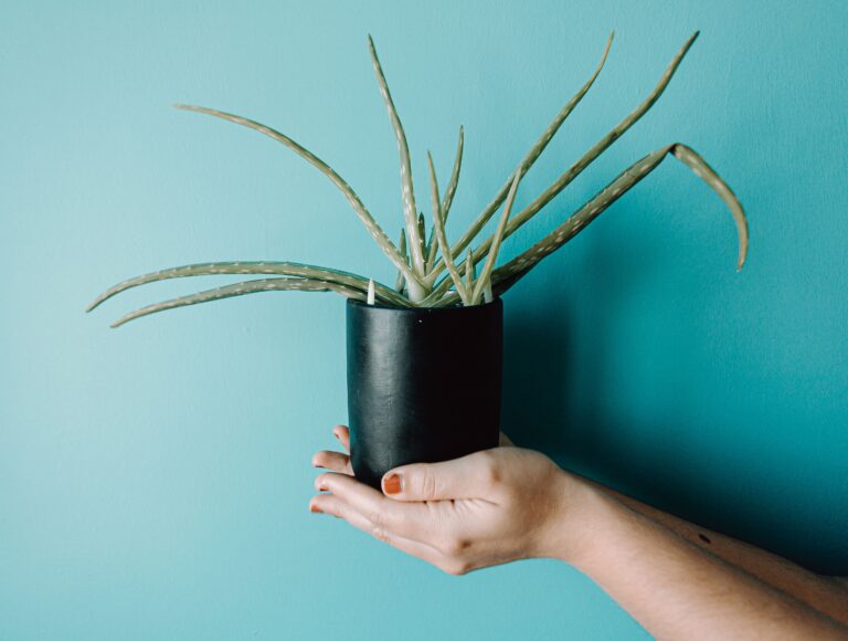 A stretched aloe vera container plant showing signs of insufficient sunlight, indicating when balcony or terrace plants may need a better growing location.