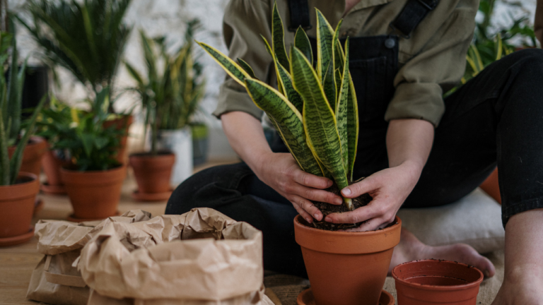 Gardener planting a snake plant in a terracotta pot while choosing an appropriate pot size for the plant