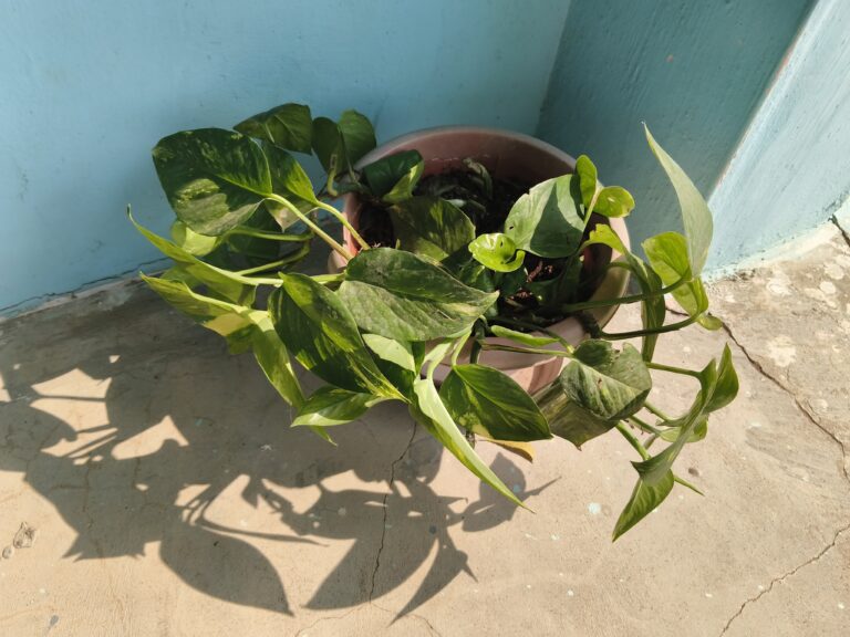 Healthy pothos growing in a suitable container, showing how choosing the right pot supports strong growth in container gardening.