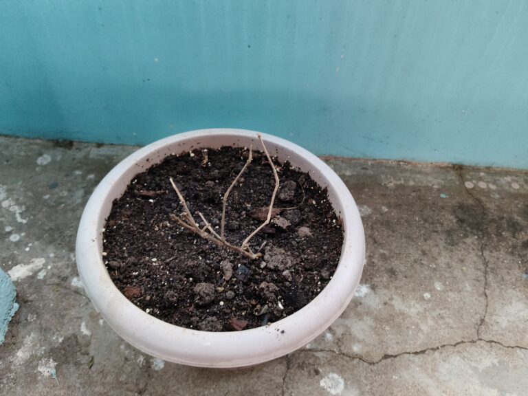 Dead potted plant in a shallow container showing how unsuitable pots can amplify plant problems in container gardening, especially in hot balcony and terrace conditions.