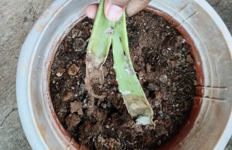 Rotting plant cutting in a poorly draining container showing how the wrong pot can cause root rot and plant decline in container gardening.