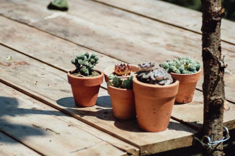 Succulents growing in deep and wide terracotta pots, illustrating how different plants suit different container shapes