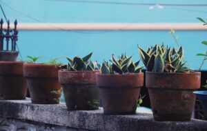 Terrace garden with potted plants in clay pots, showing how pot material affects container plant growing conditions
