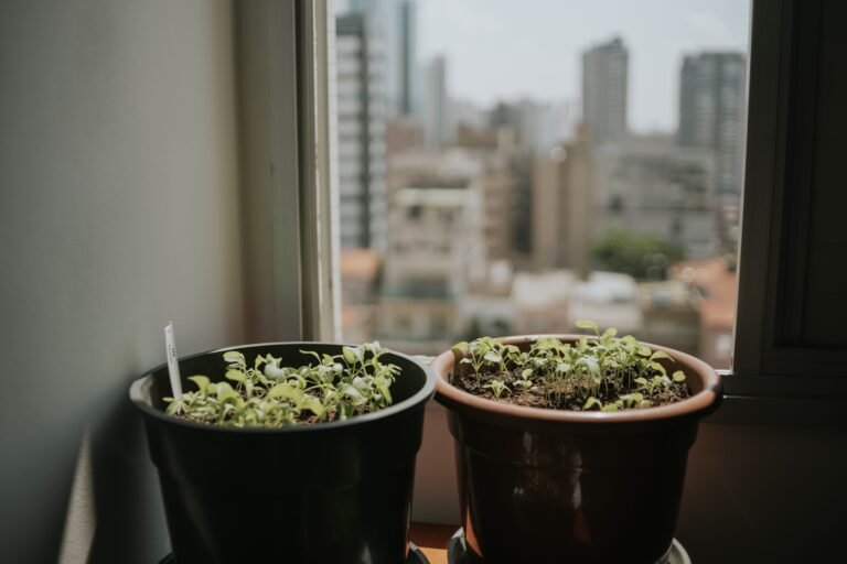 Deep and wide pots with young plants showing how pot shape changes available root space in container gardening