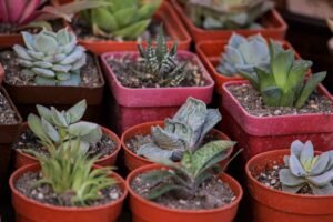 Succulents growing in different shallow and wide pot shapes for container gardening, showing how pot shape affects root space