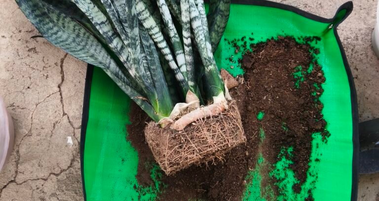 Container plant showing signs of restricted root space and needing repotting