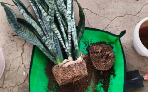 Snake plant removed from its pot showing a densely packed root ball during repotting