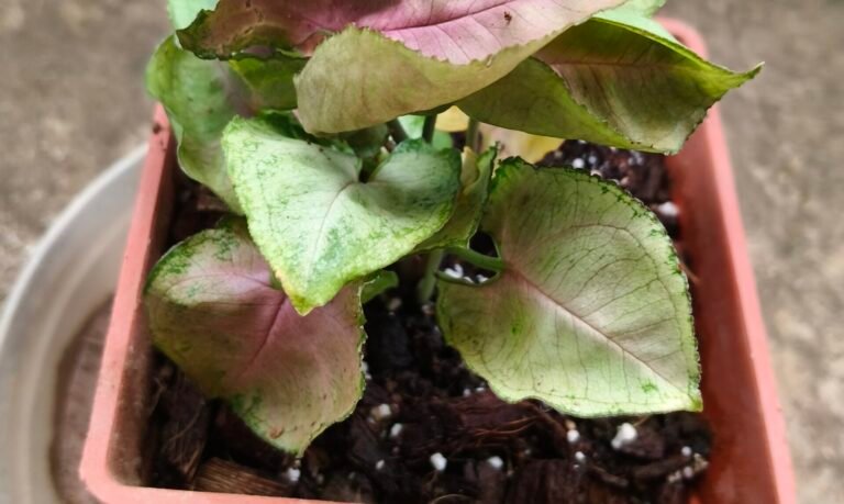 Container plant showing drooping, curled and yellowing leaves, possible signs of transplant shock after repotting