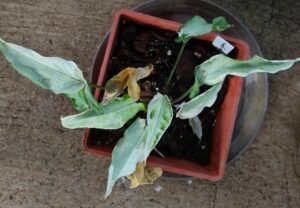 Container plant showing signs of transplant shock after repotting, with wilted, drooping and yellowing leaves