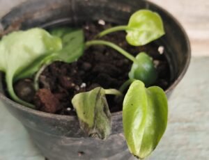 Droopy container plant showing transplant shock after repotting during the first 30 days of recovery