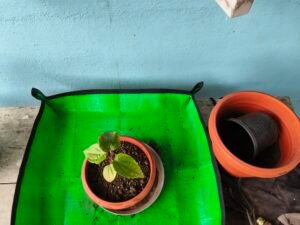 Healthy container plant being repotted to provide more root space in container gardening