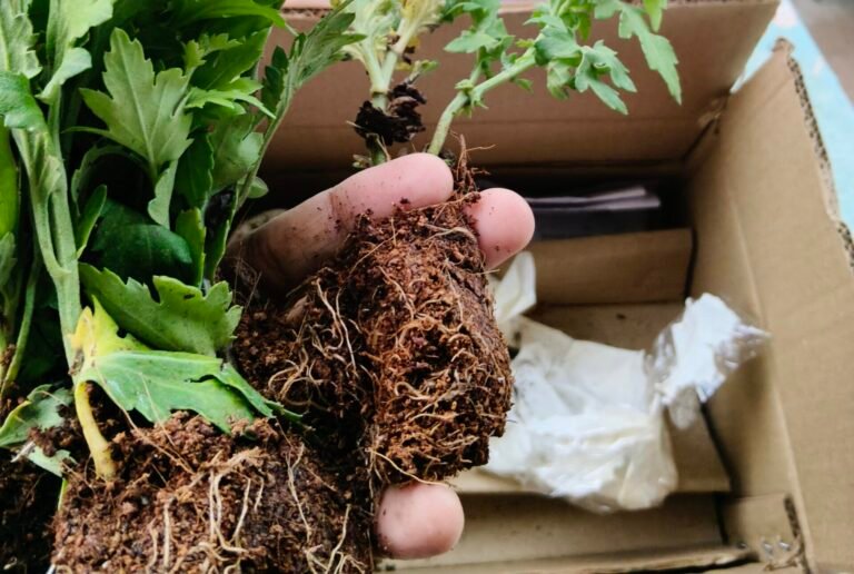 Container plant root ball showing exposed roots and disturbed roots during transplanting, illustrating root stress linked to transplant shock