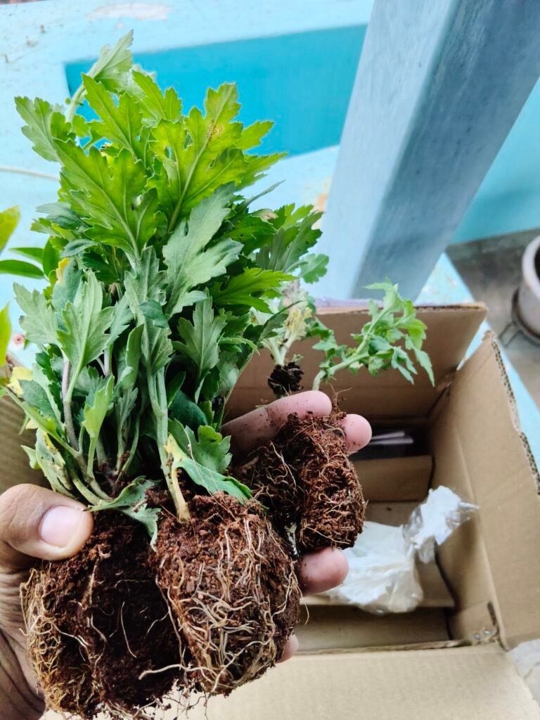 Container plant with exposed root ball and dense roots during repotting, showing root disturbance that can cause transplant stress