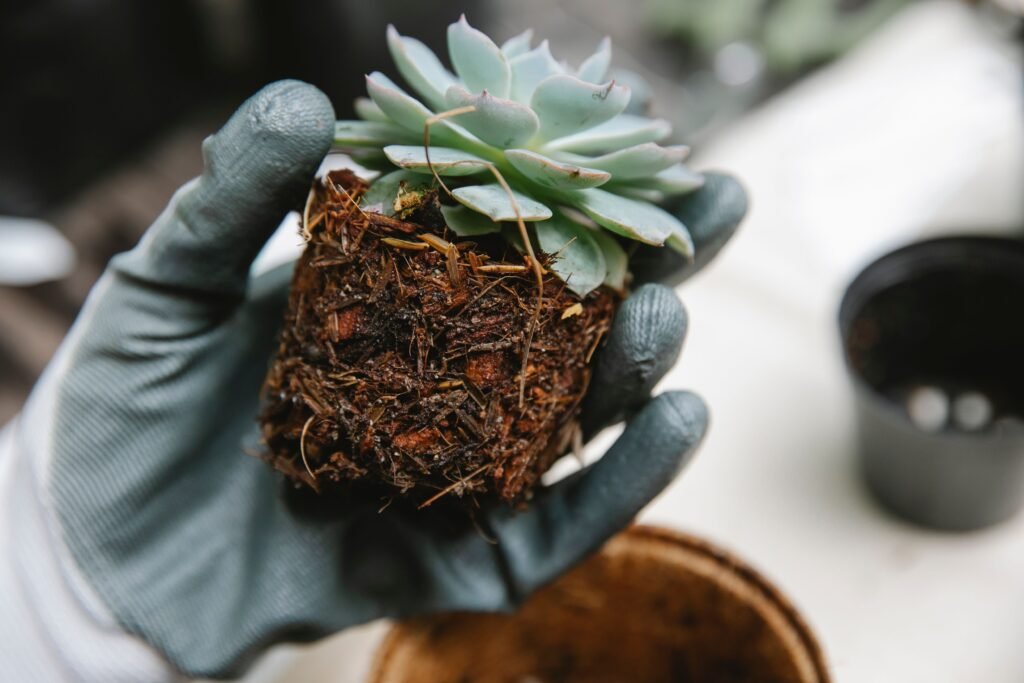 Root-bound succulent plant with dense roots and compact soil removed from its container for inspection