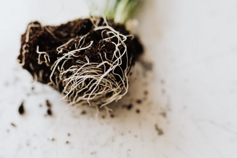 Root-bound plant with densely circling white roots and compact potting soil exposed for root inspection