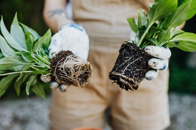 Two container plants showing different root growth, illustrating how roots fill limited pot space as plants grow