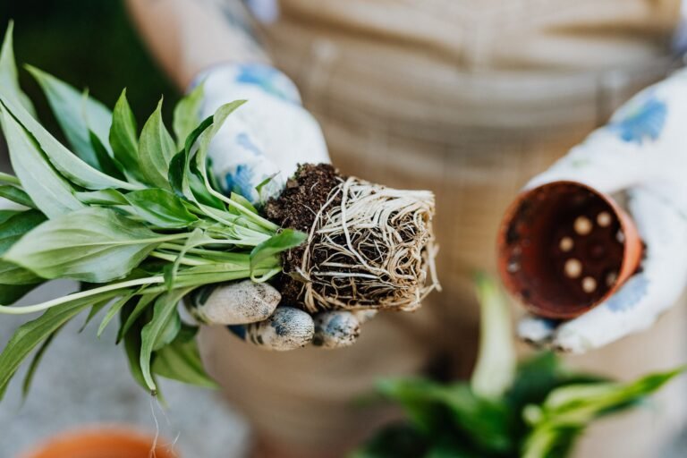 Plant removed from its pot showing densely circling roots, a clear sign of a root-bound container plant needing repotting