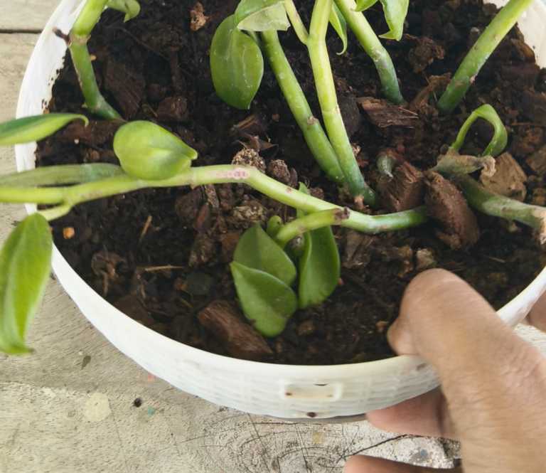 Potted container plant with limited soil and root space showing how roots outgrow a fixed pot