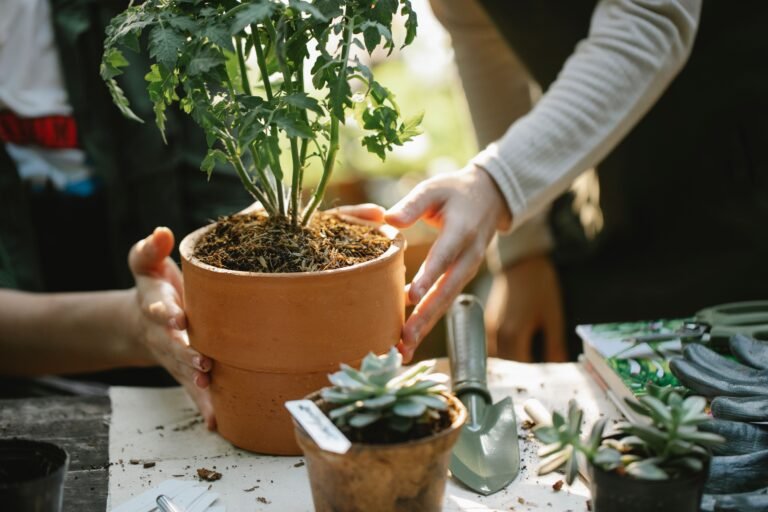 Gardener inspecting a potted plant and its growing medium to assess plant health and identify signs that need attention.