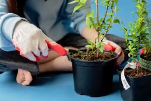 Person checking a container plant’s soil and foliage as part of a regular daily, weekly, and monthly plant care routine.